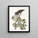 Buse à pigeons - John James Audubon — quadro incorniciato alla parete