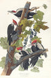 Pic à tête rouge - John James Audubon — vista dell’opera
