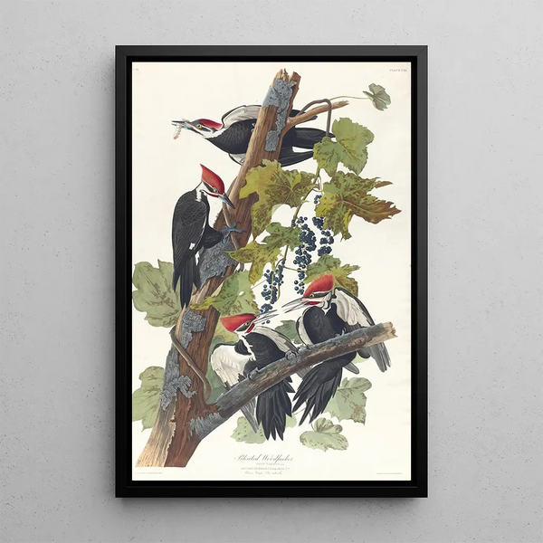 John James Audubon - Pileated woodpecker.webp