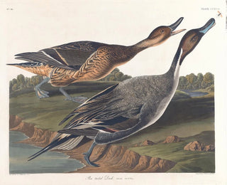 Paperotto con coda appuntita - John James Audubon — vista dell’opera