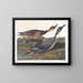 Paperotto con coda appuntita - John James Audubon — quadro incorniciato alla parete