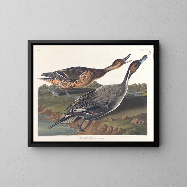 Paperotto con coda appuntita - John James Audubon — quadro incorniciato alla parete