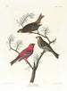 Durbec degli abeti - John James Audubon — vista dell’opera