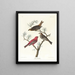 Durbec degli abeti - John James Audubon — quadro incorniciato alla parete