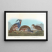 Perdrix huppée, Perdrix à pattes épaisses - John James Audubon — quadro incorniciato alla parete