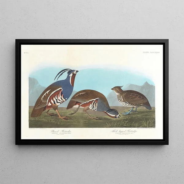 Perdrix huppée, Perdrix à pattes épaisses - John James Audubon — quadro incorniciato alla parete