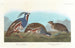Perdrix huppée, Perdrix à pattes épaisses - John James Audubon — vista dell’opera