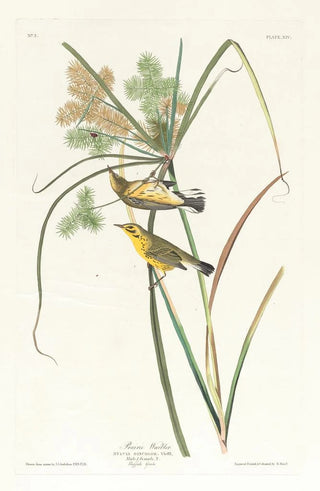 John James Audubon - Prairie warbler.webp