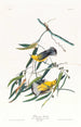 Paruline orangée - John James Audubon — vista dell’opera