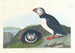 Macareux - John James Audubon — vista dell’opera