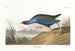 Talève violacée - John James Audubon — vista dell’opera