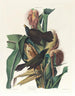 Quiscale porpora - John James Audubon — vista dell’opera