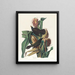 Quiscale porpora - John James Audubon — quadro incorniciato alla parete