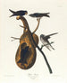 Rondine porpora - John James Audubon — vista dell’opera