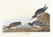 Bécasseau violet - John James Audubon — vista dell’opera