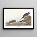 Bécasseau violet - John James Audubon — quadro incorniciato alla parete