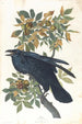 Corbeau - John James Audubon — vista dell’opera