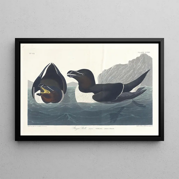 Petit Pingouin - John James Audubon — quadro incorniciato alla parete