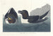 Petit Pingouin - John James Audubon — vista dell’opera