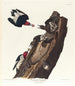 Pic a testa rossa - John James Audubon — vista dell’opera