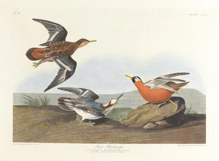 Phalarope à bec rouge - John James Audubon — vista dell’opera