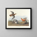 Phalarope à bec rouge - John James Audubon — quadro incorniciato alla parete