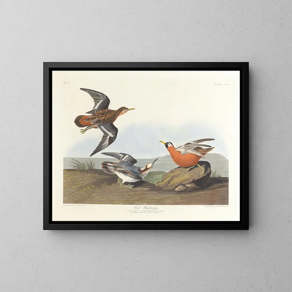 Phalarope à bec rouge - John James Audubon — quadro incorniciato alla parete