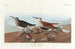 Bécasseau maubèche - John James Audubon — vista dell’opera