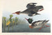 Harle huppé - John James Audubon — vista dell’opera