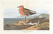 Bécasseau à poitrine rousse - John James Audubon — vista dell’opera
