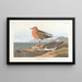 Bécasseau à poitrine rousse - John James Audubon — quadro incorniciato alla parete