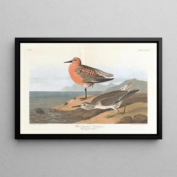 Bécasseau à poitrine rousse - John James Audubon — quadro incorniciato alla parete