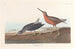 Bécassine à Poitrine Rouge - John James Audubon — vista dell’opera