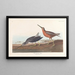 Bécassine à Poitrine Rouge - John James Audubon — quadro incorniciato alla parete