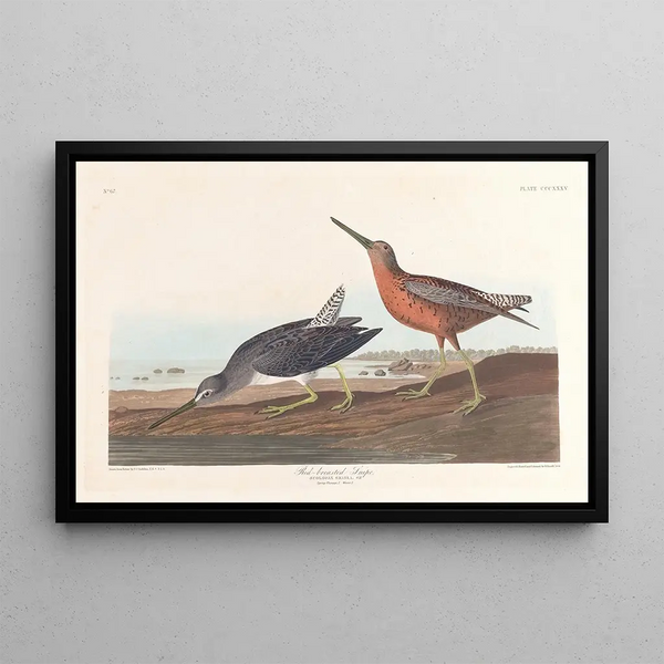 Bécassine à Poitrine Rouge - John James Audubon — quadro incorniciato alla parete