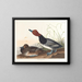 Canard roux - John James Audubon — quadro incorniciato alla parete