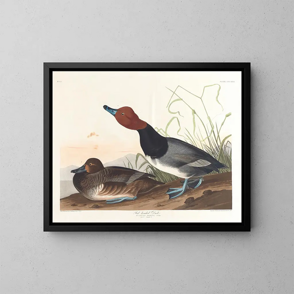 Canard roux - John James Audubon — quadro incorniciato alla parete