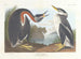 Grèbe à cou noir - John James Audubon — vista dell’opera