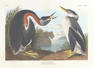 Grèbe à cou noir - John James Audubon — vista dell’opera