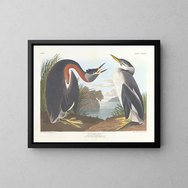 Grèbe à cou noir - John James Audubon — quadro incorniciato alla parete