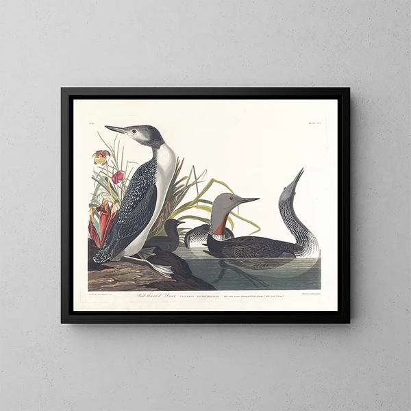 Plongeon catmarin - John James Audubon — quadro incorniciato alla parete