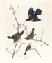 Étourneau à ailes rouges - John James Audubon | Reproduction — vista dell’opera