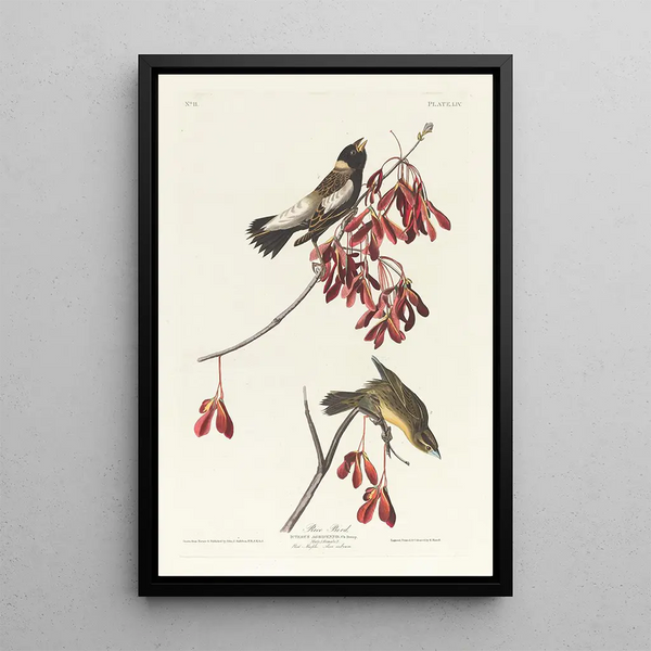 John James Audubon - Rice bird.webp