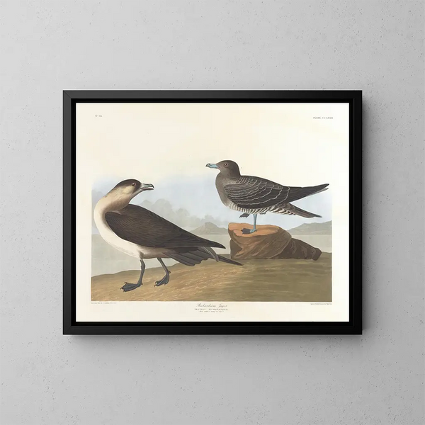 Il cacciatore di Richardson - John James Audubon — quadro incorniciato alla parete
