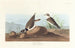 Pluvier à collier interrompu - John James Audubon — vista dell’opera