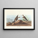 Pluvier à collier interrompu - John James Audubon — quadro incorniciato alla parete