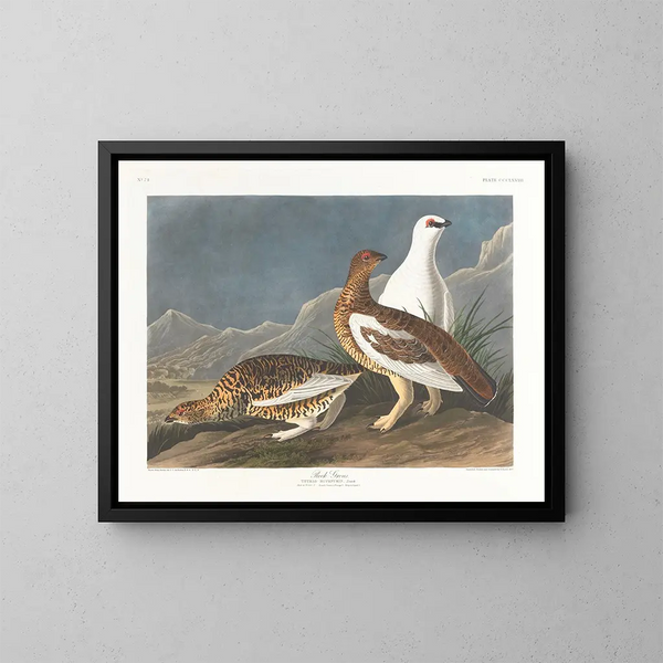 Gruppo di rocce - John James Audubon — quadro incorniciato alla parete
