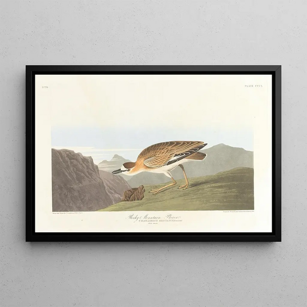 John James Audubon - Rocky mountain plover.webp