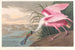 Spatule rosée - John James Audubon — vista dell’opera