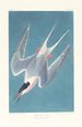 Sterne rosée - John James Audubon — quadro incorniciato alla parete